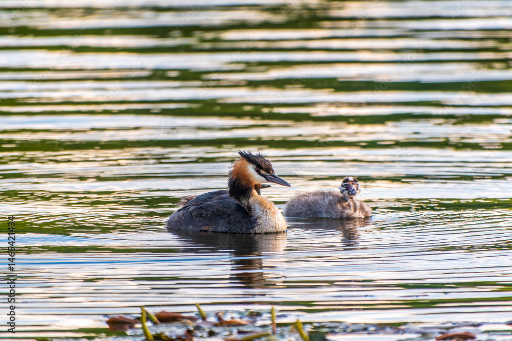 The waterfowl bird, great crested grebe with chick, swimming in the lake.