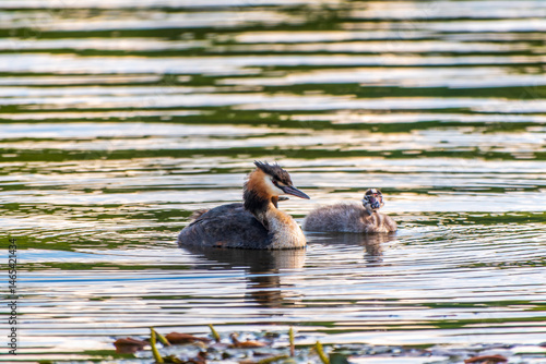Obraz na płótnie The waterfowl bird, great crested grebe with chick, swimming in the lake. w salonie