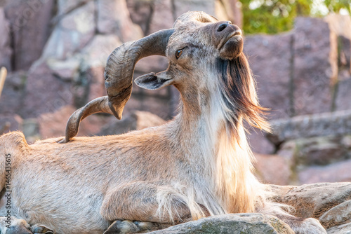 Obraz na płótnie Close-up portrait of Markhor, Capra falconeri, wild goat native to Central Asia, Karakoram and the Himalayas w salonie