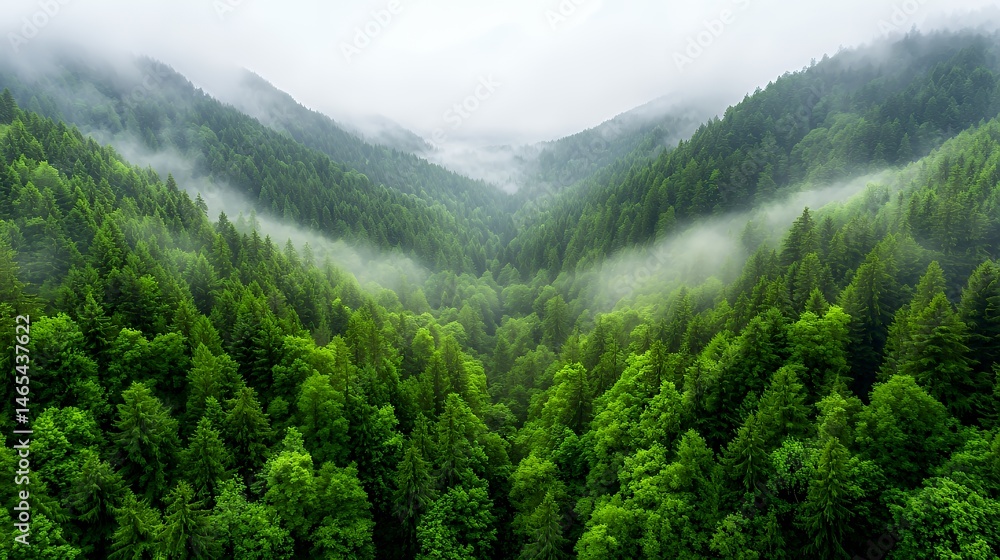 Fototapeta premium Lush Green Forest Valley with Foggy Mountains and Dense Trees