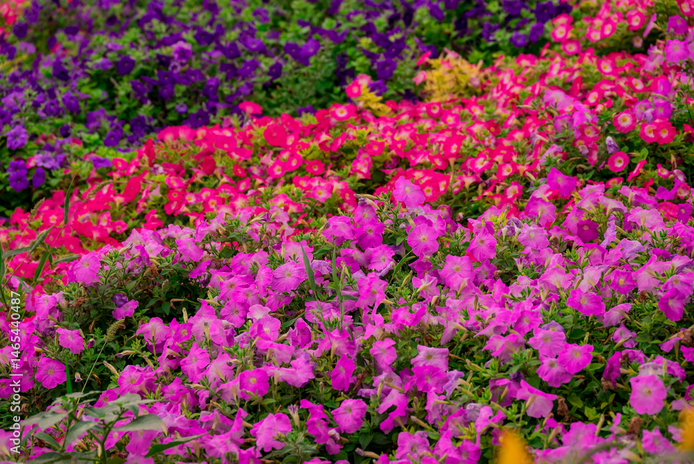Photo of beautiful flowers in garden Dubai Photo of beautiful flowers in garden Dubai