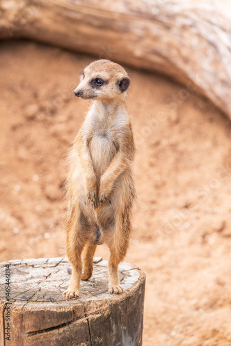 Obraz na płótnie Meerkat, Suricata suricatta, on hind legs. Portrait of meerkat standing on hind legs with alert expression. Portrait of a funny meerkat sitting on its hind legs. w salonie
