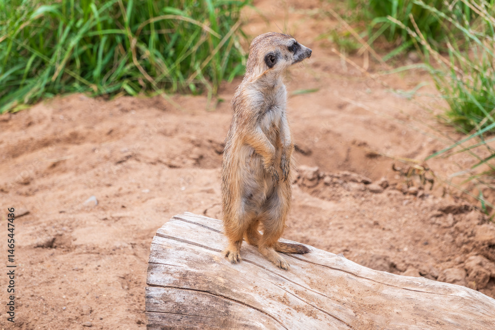 Meerkat, Suricata suricatta, on hind legs. Portrait of meerkat standing on hind legs with alert expression. Portrait of a funny meerkat sitting on its hind legs.