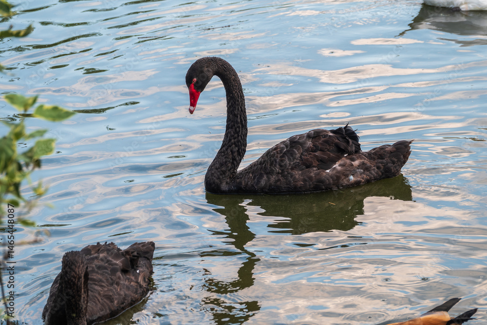 A graceful black swan with a red beak is swimming on a lake with dark green water. Cygnus atratus