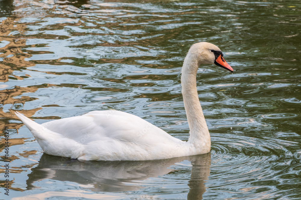 A graceful white swan swimming on a lake with dark water. The white swan is reflected in the water