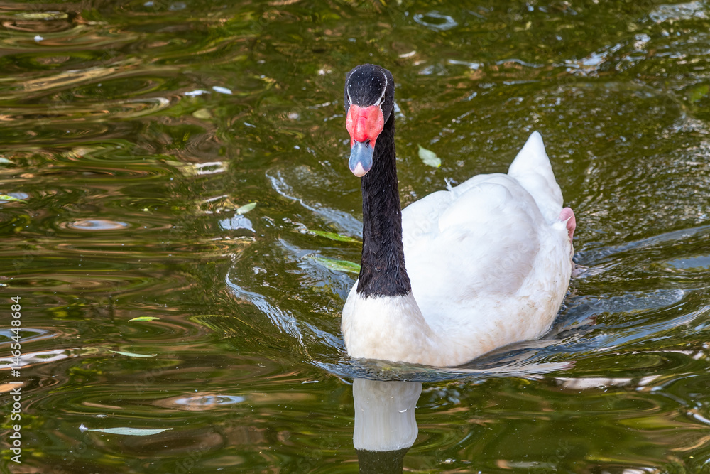 The black-necked swan, Cygnus melancoryphus, is a swan that is the largest waterfowl native to South America. The body plumage is white with a black neck and head and greyish bill