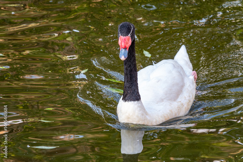The black-necked swan, Cygnus melancoryphus, is a swan that is the largest waterfowl native to South America. The body plumage is white with a black neck and head and greyish bill