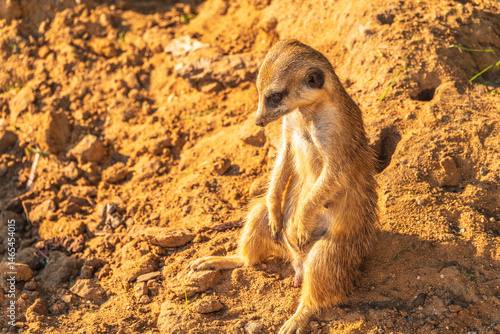 Obraz na płótnie Meerkat, Suricata suricatta, on hind legs. Portrait of meerkat standing on hind legs with alert expression. Portrait of a funny meerkat sitting on its hind legs. w salonie