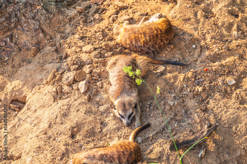 Meerkat suricatta family wildlife picture.