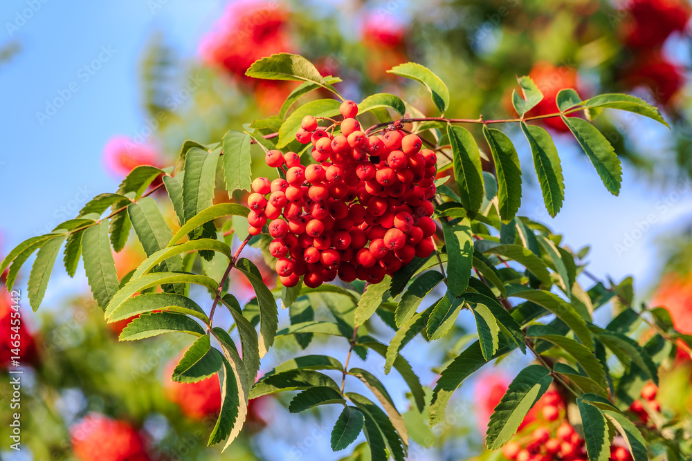 Autumn bright red rowan berries with leaves