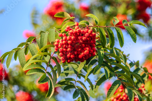 Obraz na płótnie Autumn bright red rowan berries with leaves w salonie