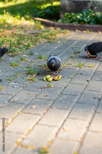 Pigeon standing on paving stones, pecking at fallen fruit apple pieces.
