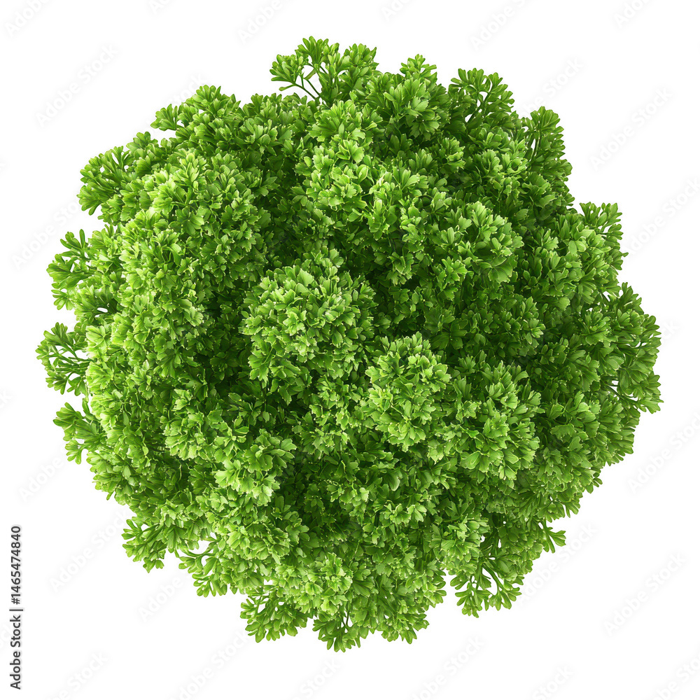 Obraz premium Green curly parsley herb plant top view on transparent background