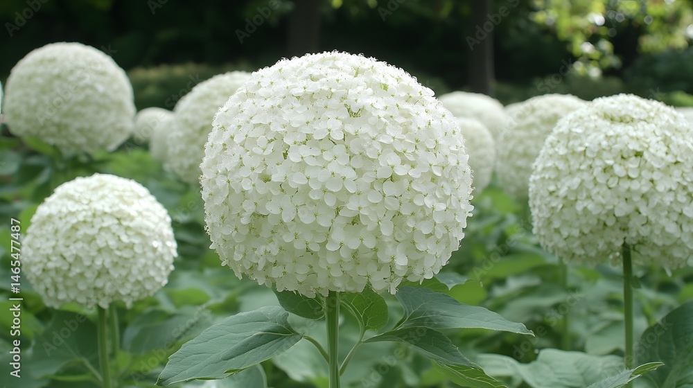 Stunning White Hydrangea Flower Blooms in Garden Stunning White Hydrangea Flower Blooms in Garden