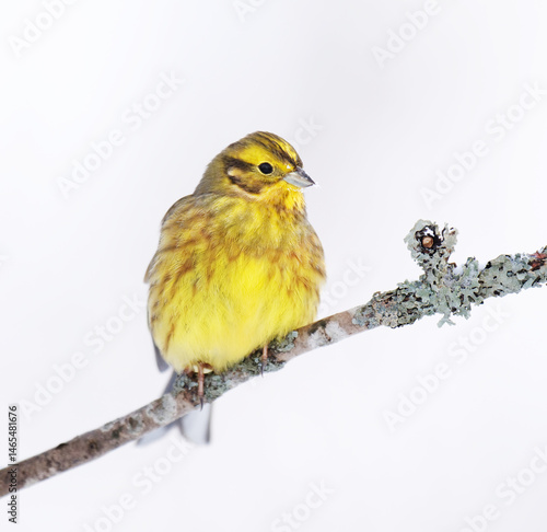 Yellowhammer (Emberiza citrinella) sitting on a branch in winter.