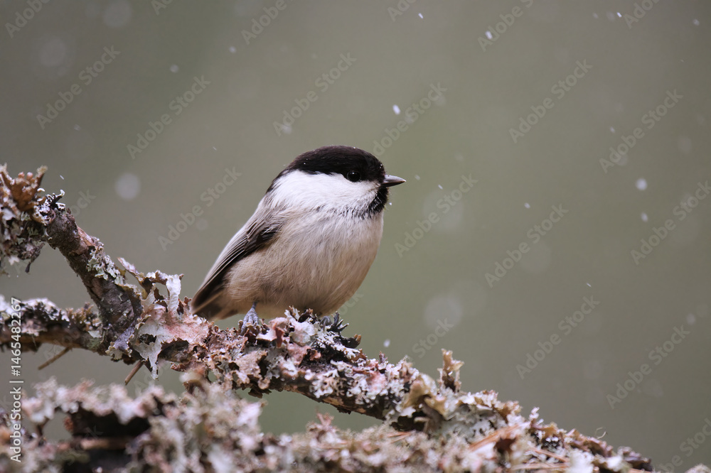 Obraz premium willow tit (Poecile montanus) in snowfall sitting on a branch in early spring.