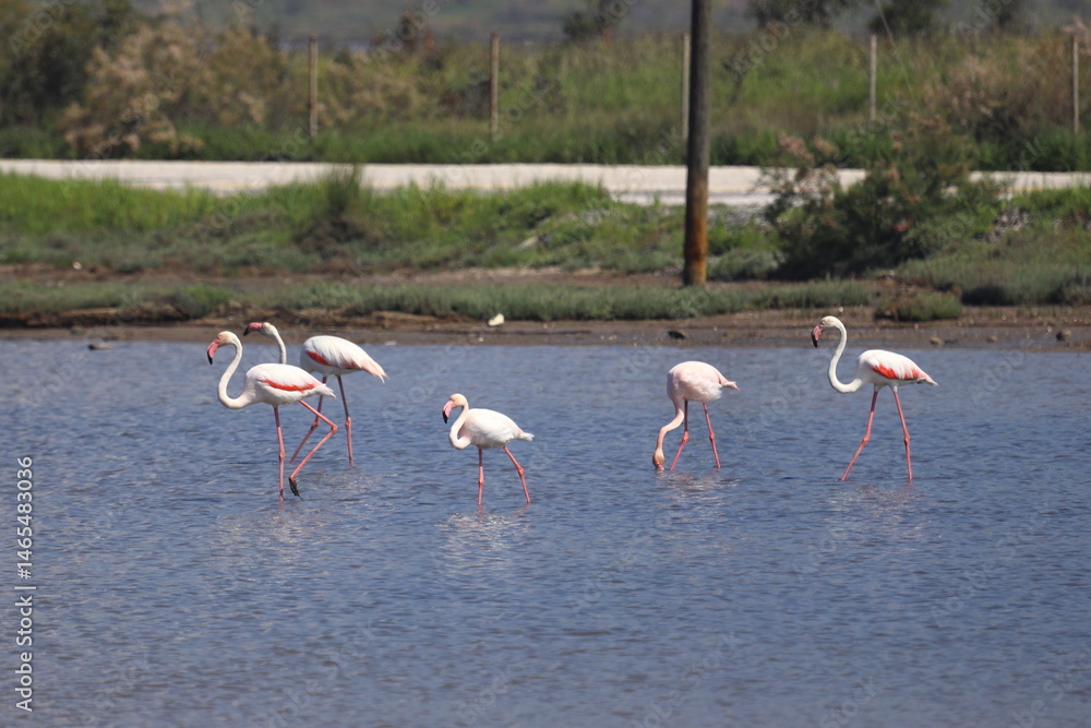Fototapeta premium Flamingos Fed In The Wetland in bodrum turkey. Migrating flamingos feed in shallow water. 