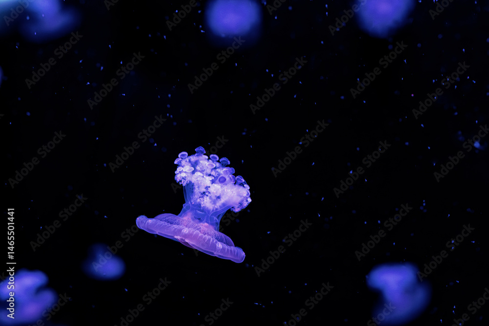 underwater photography jellyfish Cotylorhiza tuberculata, Mediterranean jellyfish