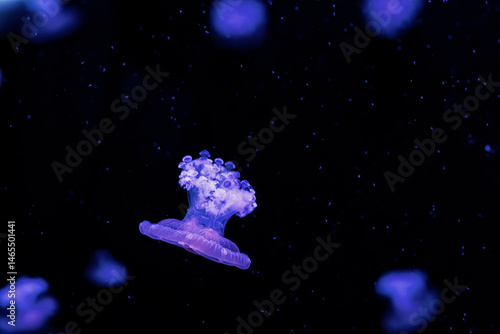 Obraz na płótnie underwater photography jellyfish Cotylorhiza tuberculata, Mediterranean jellyfish w salonie