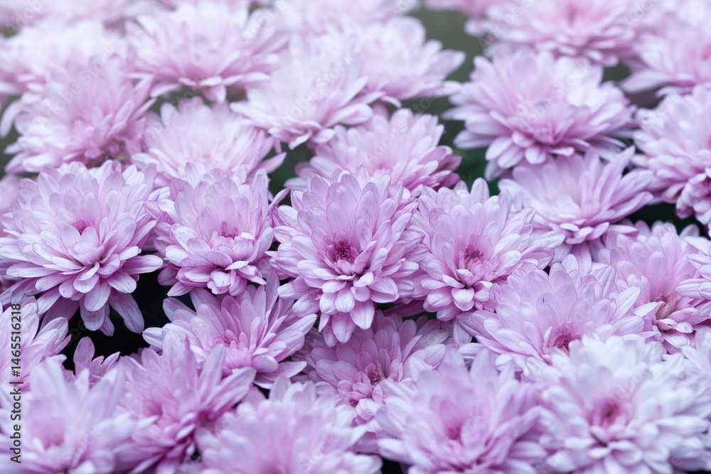 Obraz premium Vibrant pink chrysanthemums blooming together in a beautiful floral display