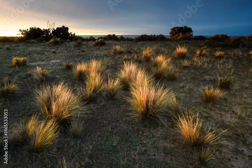 Pampas Grass in countryside, Peninsula Valdes, Patagonia, Argentina.