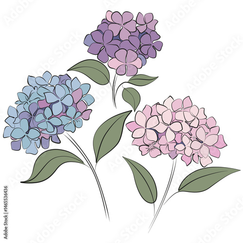 Three hydrangea branches vector illustration isolated on white background. Set of beautiful floral bouquets. Blue violet pink flowers with leaves. Floral bouquet with hydrangea flowers.
