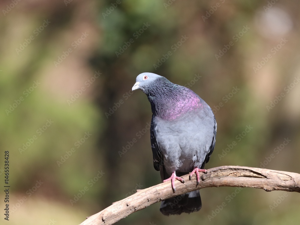 Obraz premium pigeon on a branch