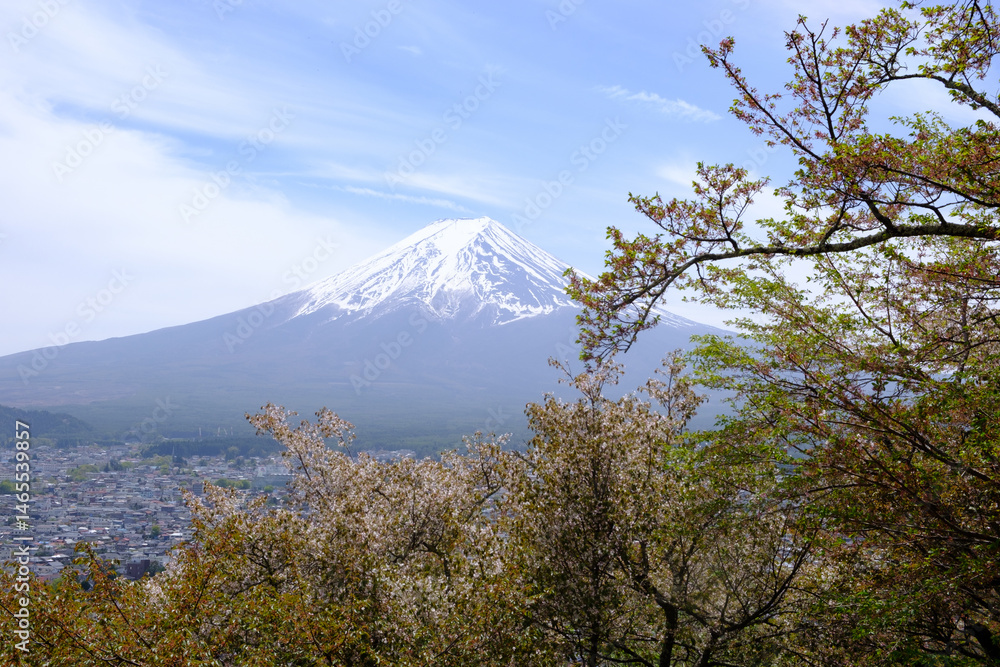 Cherry blossoms framing majestic mount fuji in springtime japan