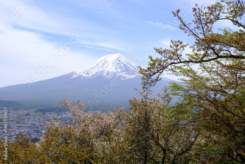 Obraz na płótnie Cherry blossoms framing majestic mount fuji in springtime japan w salonie