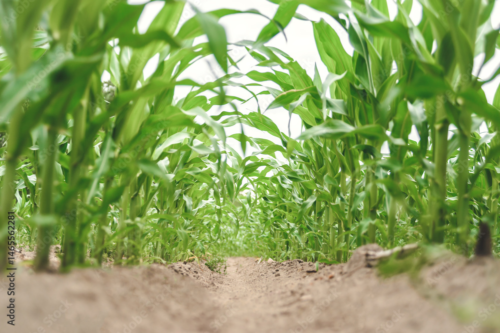 Obraz premium Background. Close-up of green young rows of corn in a field.