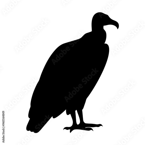Silhouette of a large vulture standing with its head up and observant
