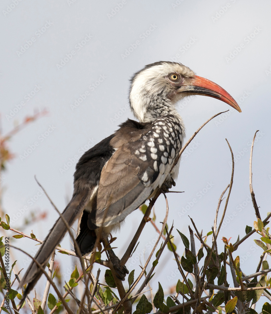 Fototapeta premium A view of northern red billed hornbill