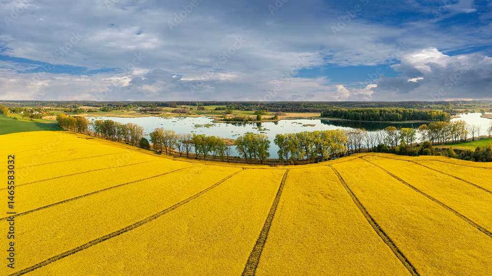 Fototapeta premium Wiosna na Warmii. Kwitnienie rzepaku.