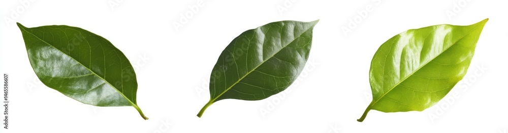 Three vibrant leaves in varying shades of green Three vibrant leaves in varying shades of green