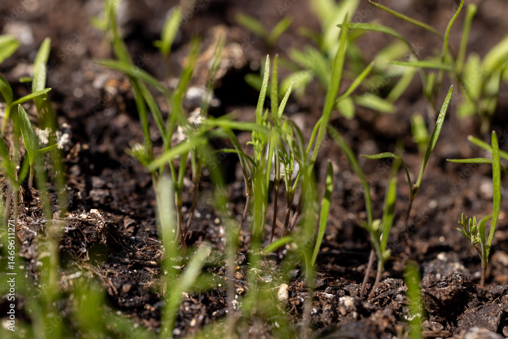 Young seedlings growing in fertile soil Young seedlings growing in fertile soil