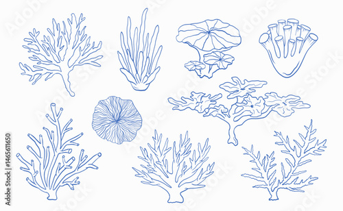 Clipart collection with hand-drawn corals in detailed outline sketch style isolated on light background for marine designs, nautical projects, packaging, fabric, stationery, coastal decor, etc.