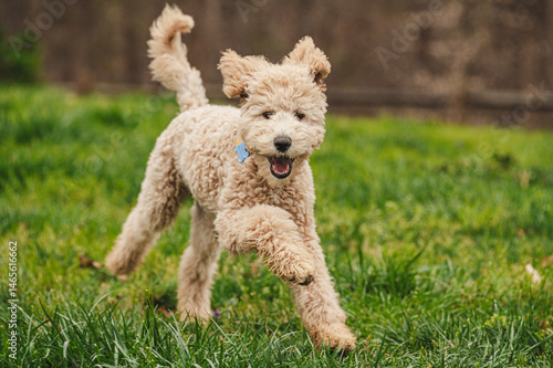 Apricot Poodle puppy running in a field