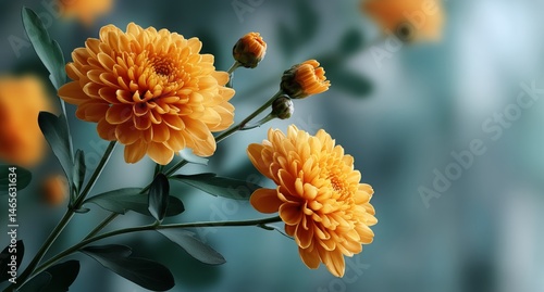 Obraz na płótnie Vibrant Yellow Chrysanthemums Blooming in a Sunlit Garden During Late Afternoon w salonie