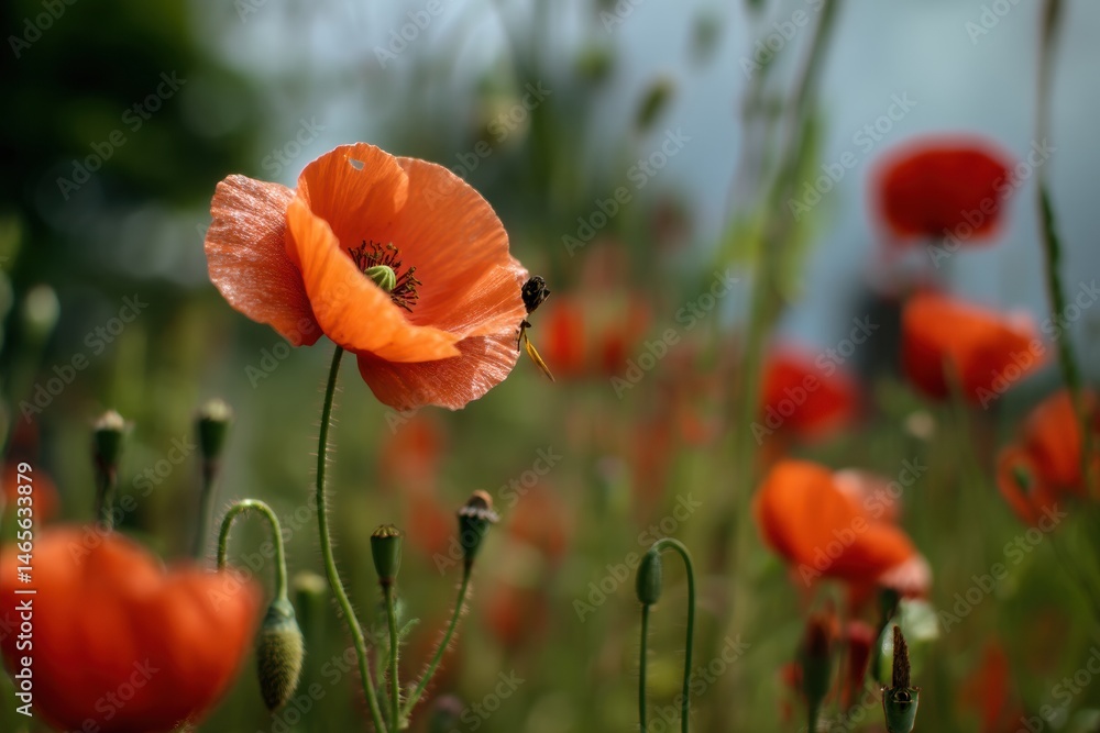 Fototapeta premium Vivid Poppy Field With Sharp Focus on Insect Amidst Blossoms Under Clear Sky in Afternoon Light Generative AI
