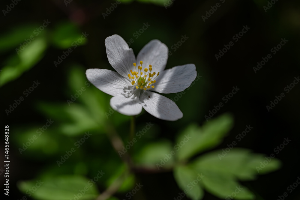 Anemonoides nemorosa, close up Anemonoides nemorosa, close up