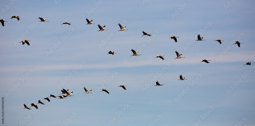 Common cranes flying to breeding grounds, seasonal spring bird migration
