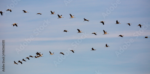 Obraz na płótnie Common cranes flying to breeding grounds, seasonal spring bird migration w salonie