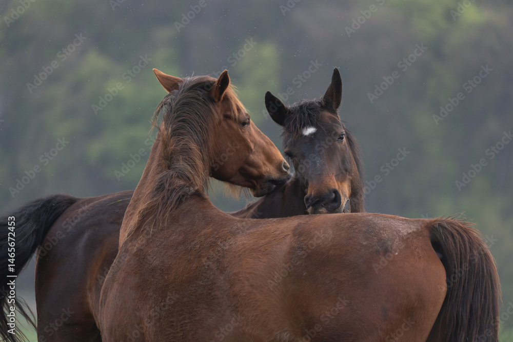 Obraz premium Pferde knabbern sich