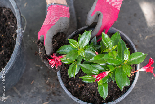 A gardener wearing gloves repots a beautiful red-flowered Dipladenia sandavilla using all-purpose potting soil on a grey rug
