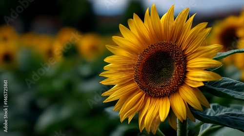 夏の光を受けて輝くひまわりの横顔