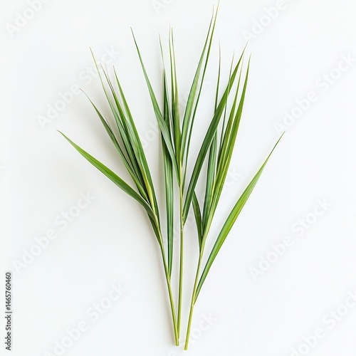 Detailed Top-Down View of Vetiver Grass Texture