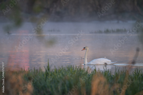 Fototapeta Naklejka Na Ścianę i Meble -  An adult swan swims on the surface in the morning mist.
