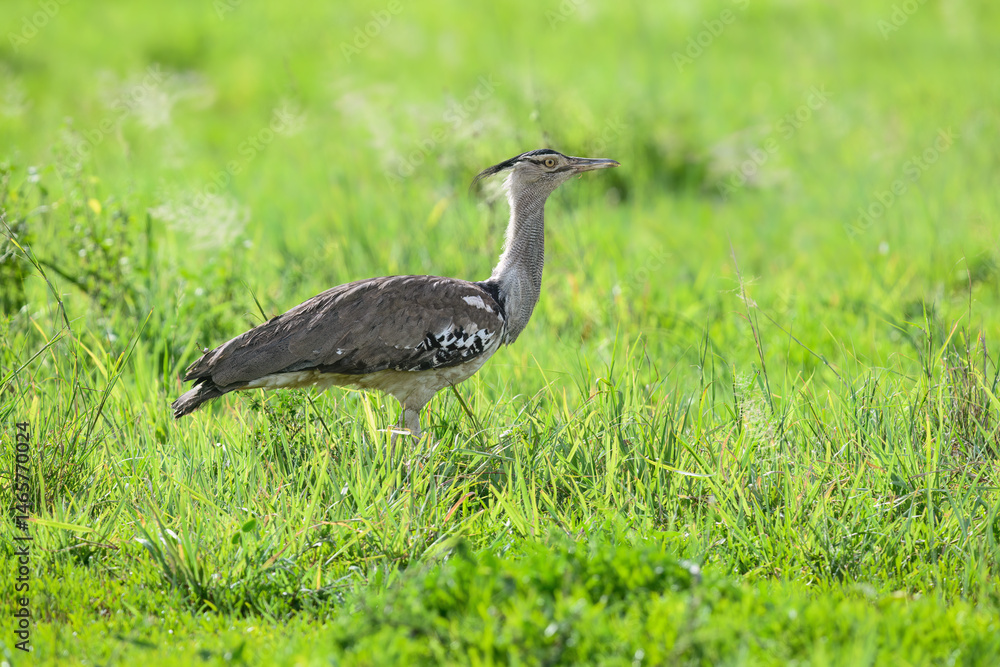 A Kori Bustard strides through lush green grass, its large size and speckled plumage standing out in the open field A Kori Bustard strides through lush green grass, its large size and speckled plumage standing out in the open field