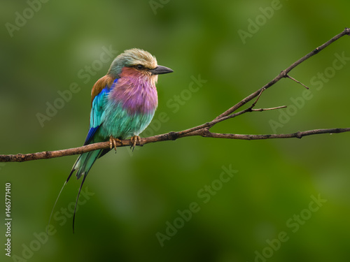Lilac-breasted Roller perches on a bare branch, its brilliant plumage glowing against a soft green background