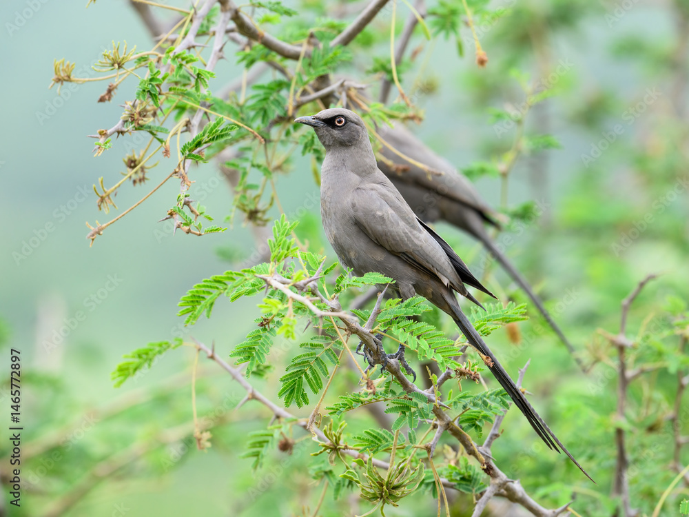 Obraz premium Pair of Ashy Starlings sit alertly among thorny acacia branches